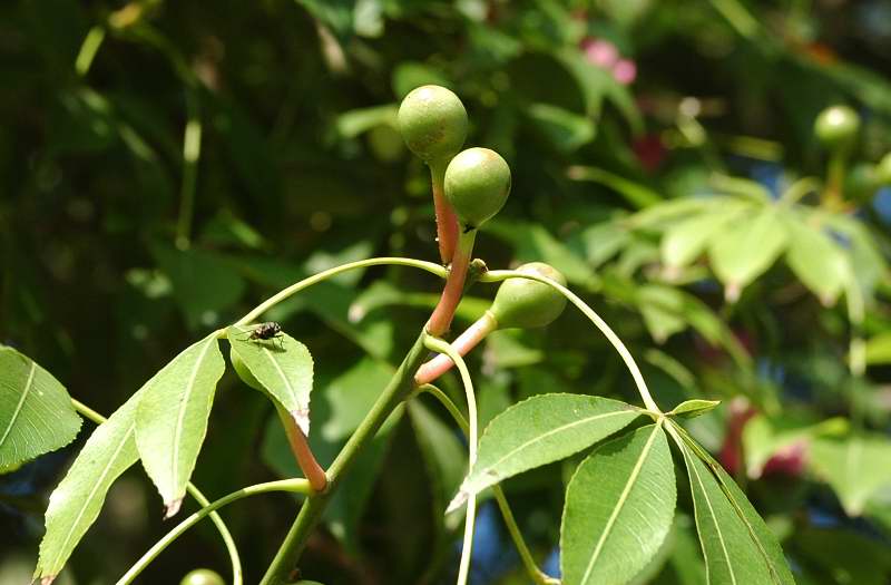 Chorisia speciosa (pianta coltivata)